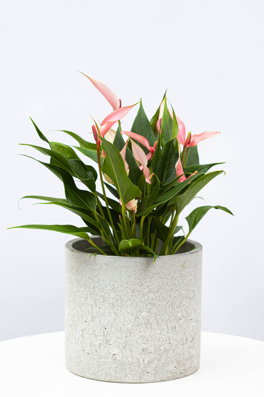 Антуриум Лили Розовый