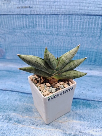 Sansevieria Artistic Fan (Сансевиерия)