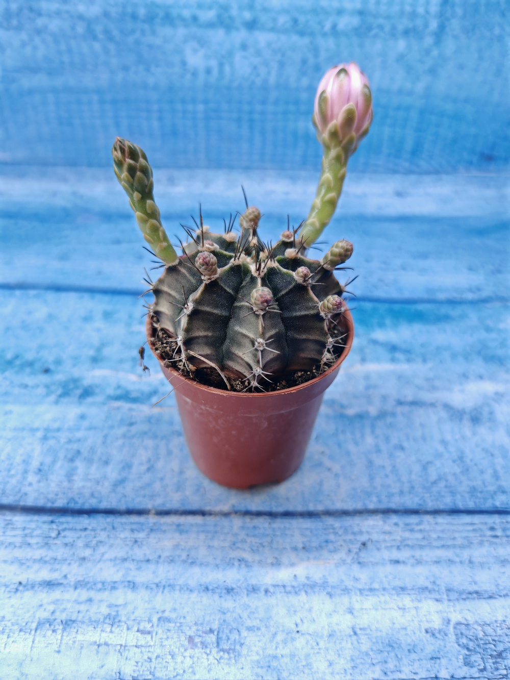 Gymnocalycium Friedrichii (Гимнокалициум)