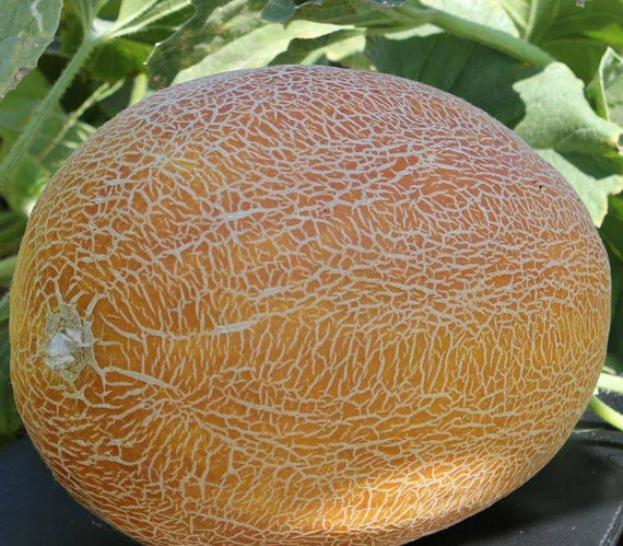 Азовка F1 семена дыни (Гавриш) – фото 3