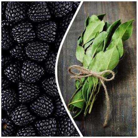 Ежевика и Лавр — КОНЦЕНТРАТ (Blackberry & Bay — CONCENTRATED)