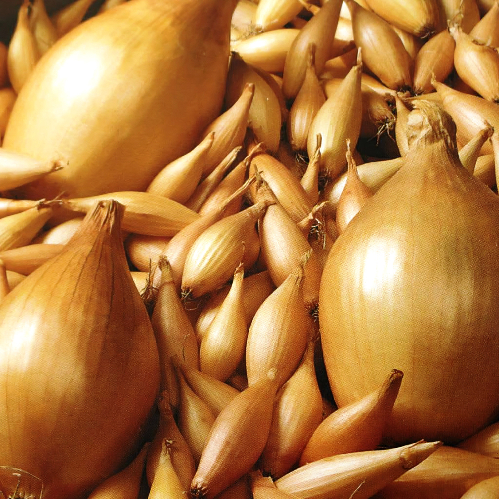 Лук-севок Олина F1 0,5 кг