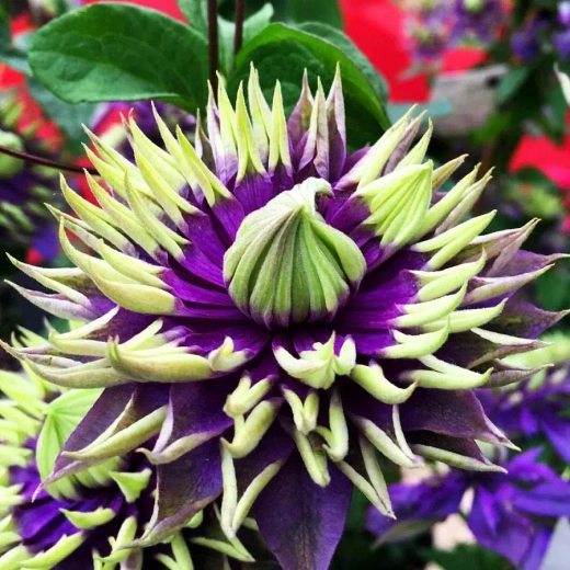 Клематис гибридный Тайга трехлетка наличие