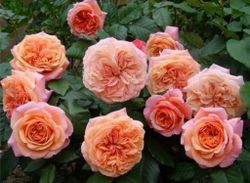 Чиппендейл (Chippendale)