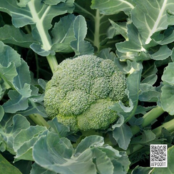 Агасси F1 семена капусты брокколи (Rijk Zwaan / Райк Цваан)