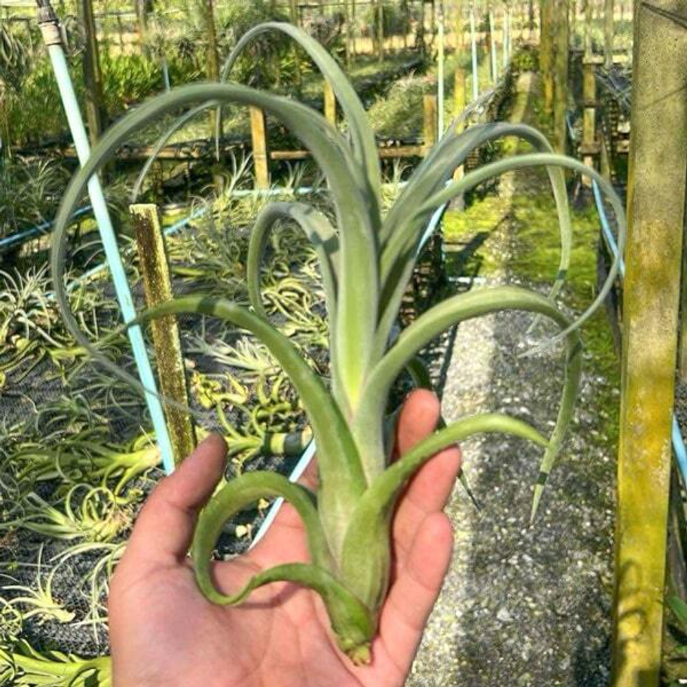 Тилландсия Curly Slim (streptophylla x intermedia) (T62)
