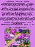 Орбиета Одрей Парпл пурпурная аубриета многолетняя
