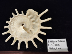 Стеллария Солярис "72-110 мм"