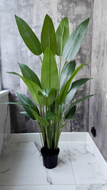 Стрелиция королевская, 155 см, без кашпо