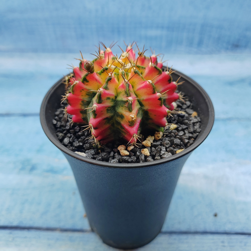 Gymnocalycium Variegata (Гимнокалициум Вариегатный)