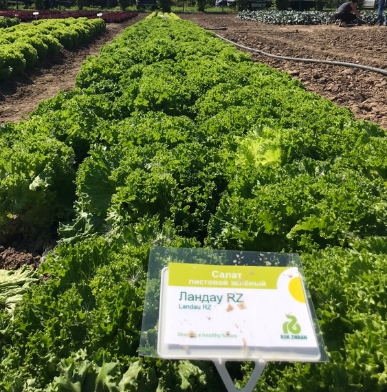 ЛАНДАУ семена салата Rijk Zwaan описание – фото 8