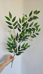 Рускус цветущий / Арт 1221