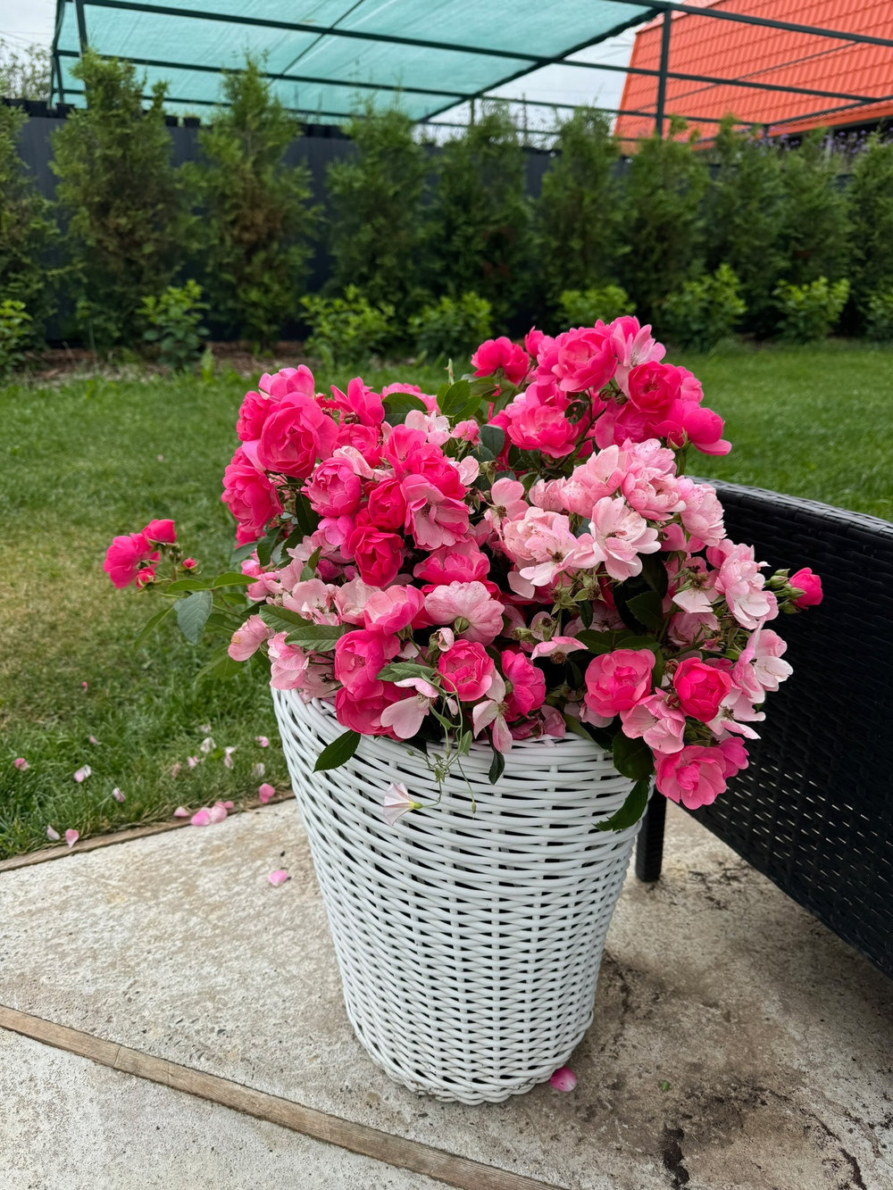 Роза Ангела С7 Закупка М57 июнь 2026