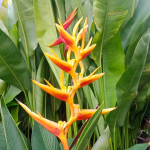 Геликония PSITTACORUM MARGINATA (Н114)