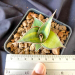 Сансевиерия PINGUICULA YELLOW