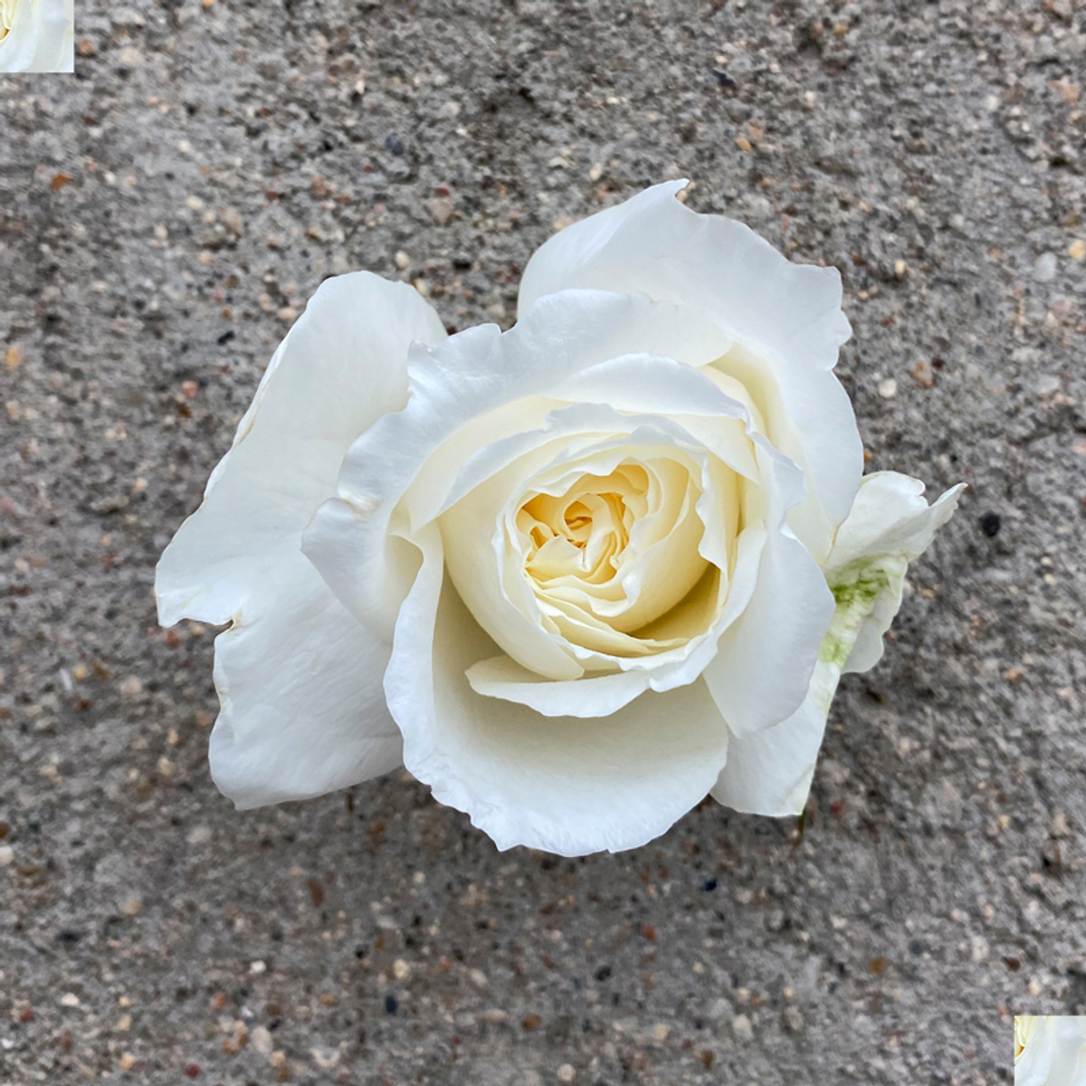 кусты для сада — сорт Розали Романтика — ароматная романтическая роза