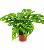 Монстера "Маска"