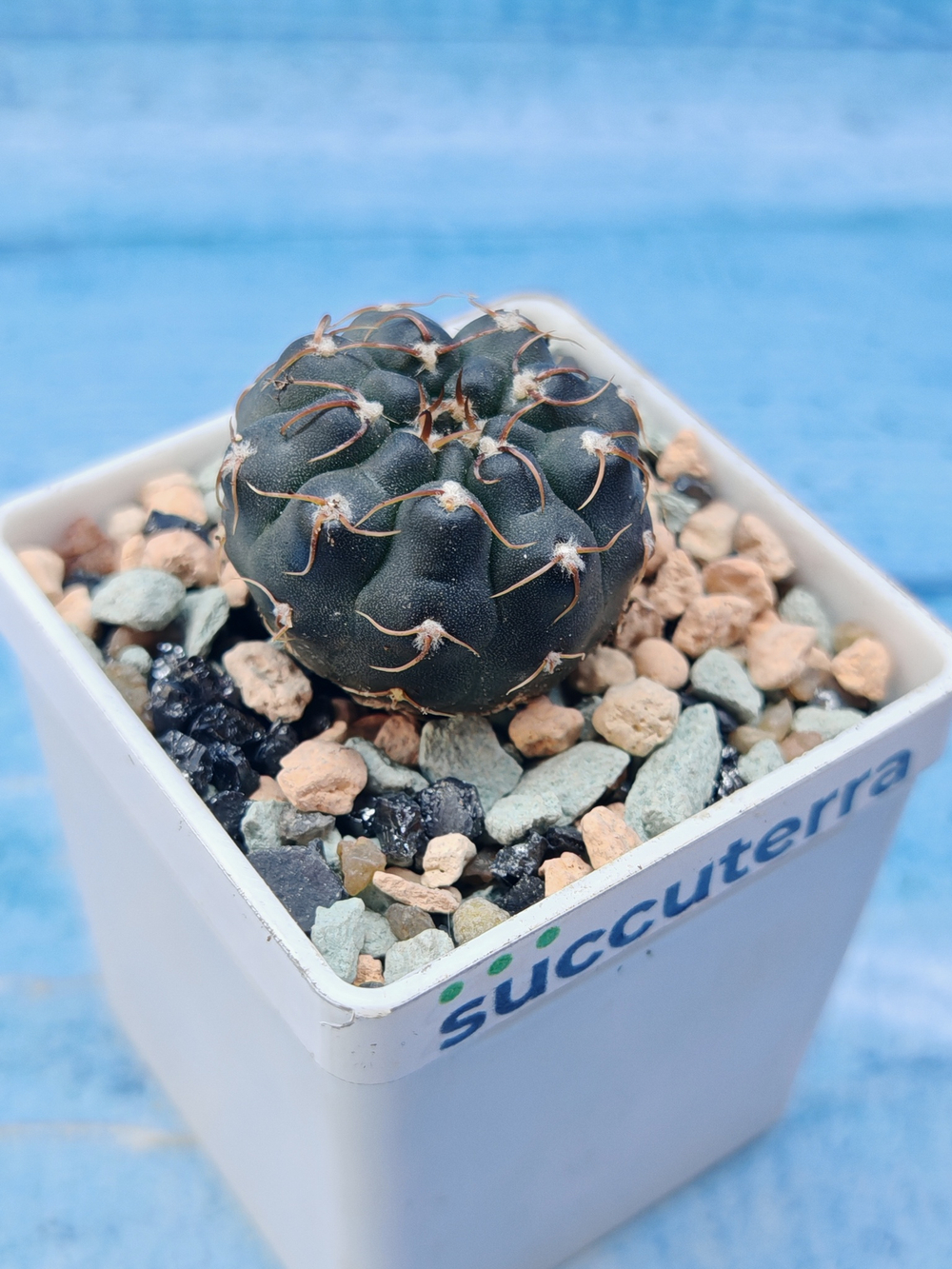 Gymnocalycium Stellatum (Гимнокалициум)