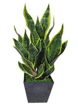 Сансевиерия Дракон в стильном кашпо лофт