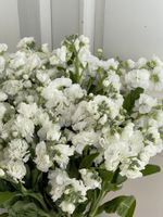 Маттиола кустовая в белом оттенке