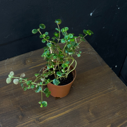 Пеперомия круглолистная