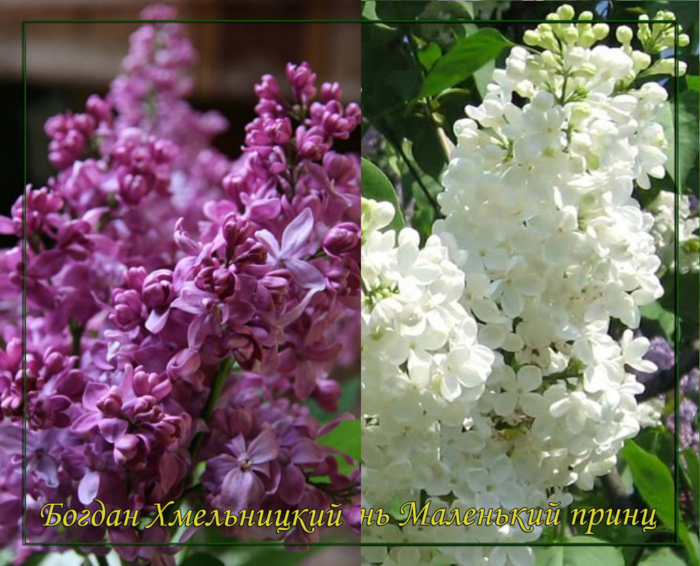 Сирень Богдан Хмельницкий и Маленький принц