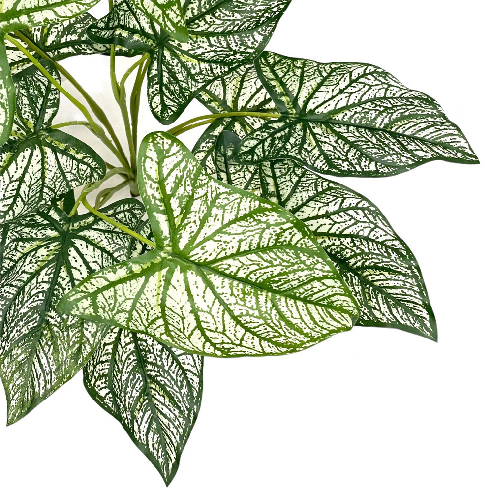 Каладиум куст биколор 45 см