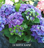 MATA HARY BLUE END GREEN/ МАТА ХАРИ блю  (Стандарт поставки Р9)2025г.