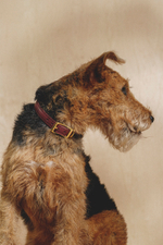 Классический прямой ошейник Винный