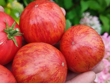 Девичий огонь (Maiden's Fire ) сорт томата