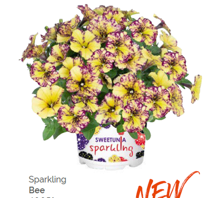 Новинка 2026 Петуния Sparkling Bee укорененный черенок ОКС февраль 26 Dummen Orange