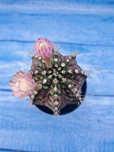 Gymnocalycium T-Rex Pink hybrid (Гимнокалициум T-rex)