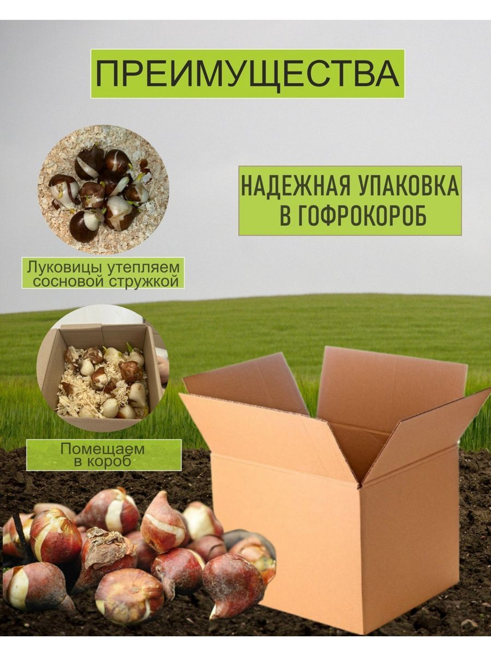 Тюльпан Луковица, Пурпл Флаг, 10шт