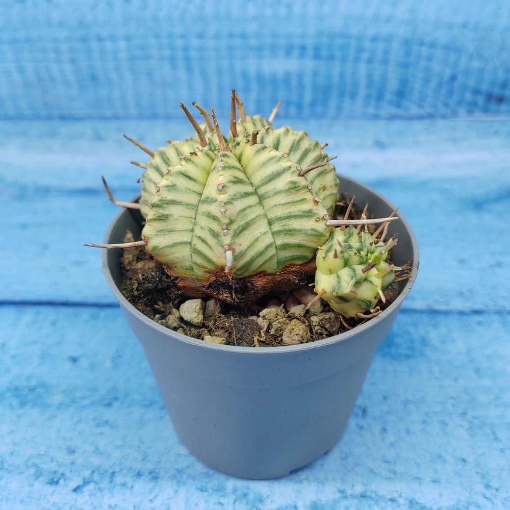 Euphorbia meloformis f. Variegated (Эуфорбия вариегатная)