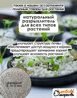 Лилия Луковица, Маренго, 1 шт