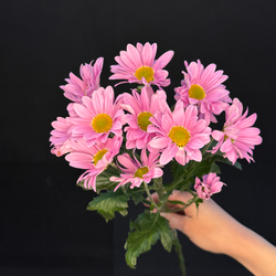 Хризантема кустовая Ромашковая Сиреневая / 1 шт