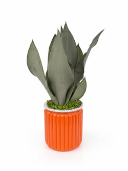 Сансевиерия Mini Forest д.12