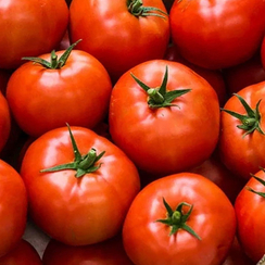 ФАНТАСТИНА F1 семена томата (Syngenta | Alexagro)