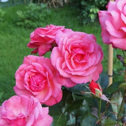 Гордонс Колледж (Gordon's College)