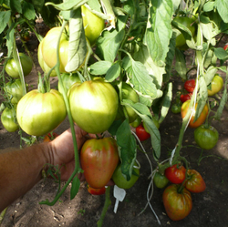 Помидоры Сердце Тибета