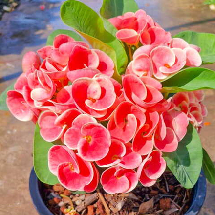 Эуфорбия Миля SAKID JAI