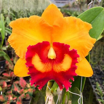 Орхидея ринхолелиокаттлея RLC. NAKORNCHAISRI DELIGHT N3