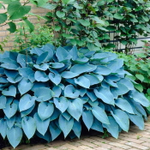 Блу Энджел хоста/ Hosta Blue Angel /  Синий ангел