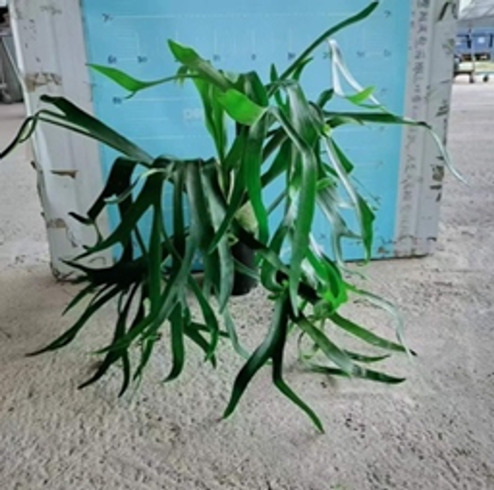 Папоротник Staghorn д. 18