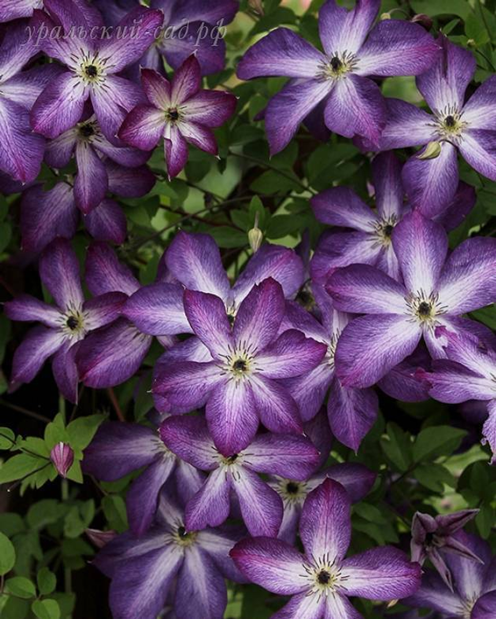 Клематис Крупноцветковый Веноза Виолацеа / Venosa Violacea