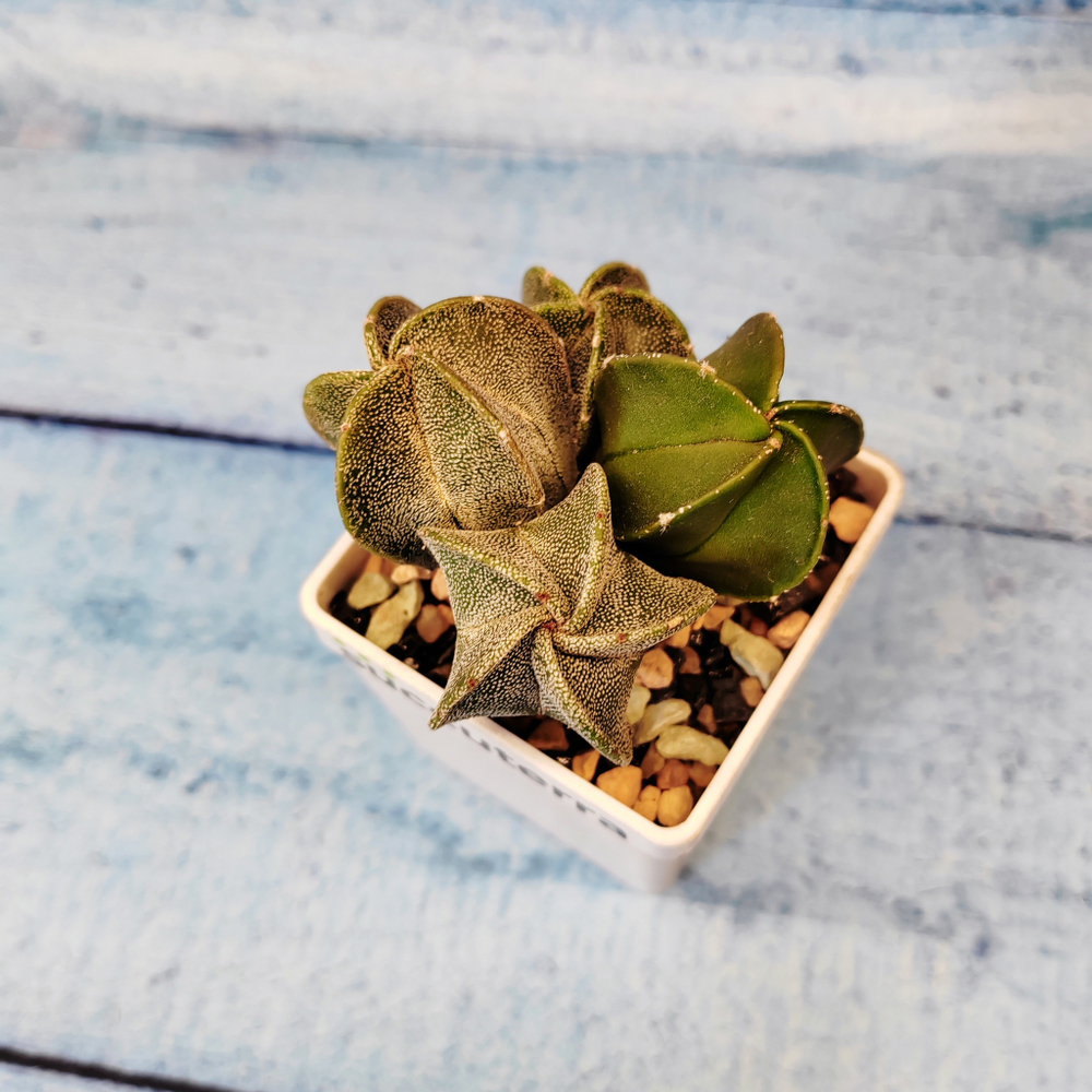 Astrophytum Myriostigma (Астрофитум)