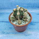 Astrophytum Myriostigma "Hakujo Fukuryu"  (Астрофитум)