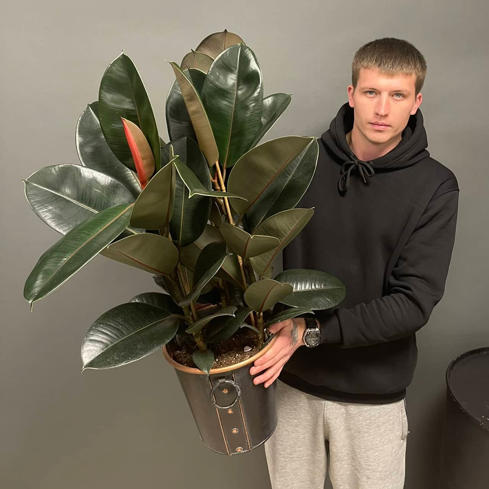 Фикус Эластик