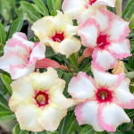 Адениум SUNSET