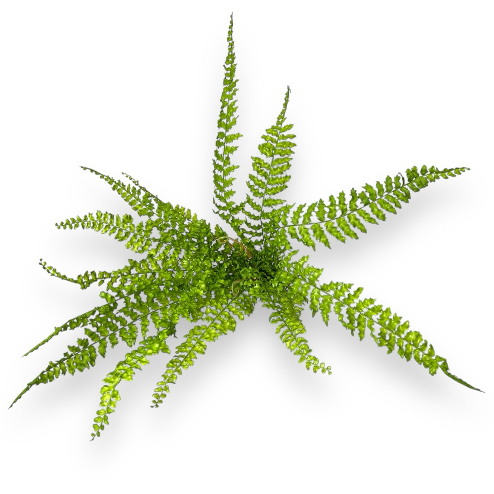 Папоротник нефролепис 70 см.